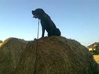 black cane corso